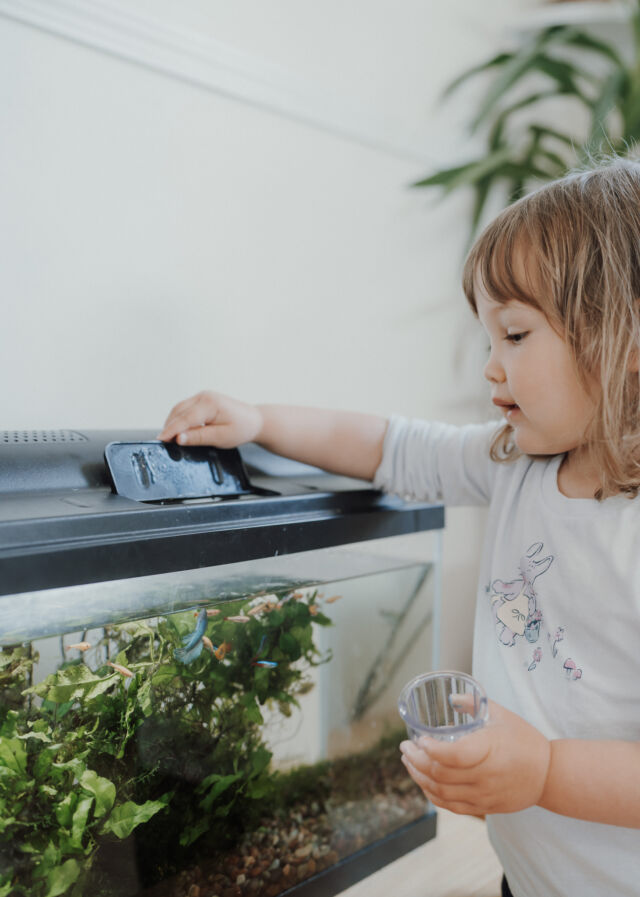 A toddler helps feed the classroom fish