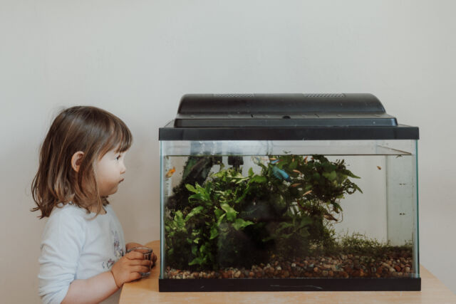 Watching the fish in the classroom aquarium