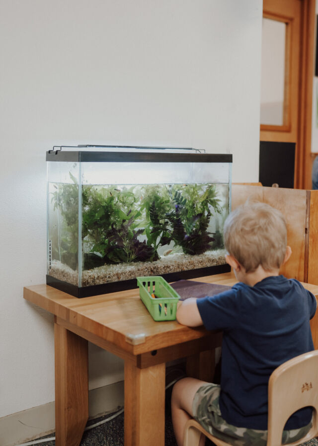 Watching the fish in the classroom aquarium