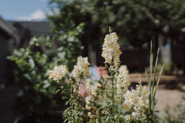 Snapdragons blooming in the school garden