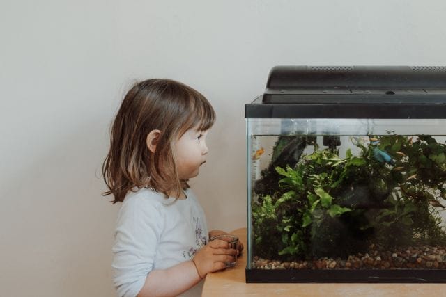 Quiet observation at the aquarium